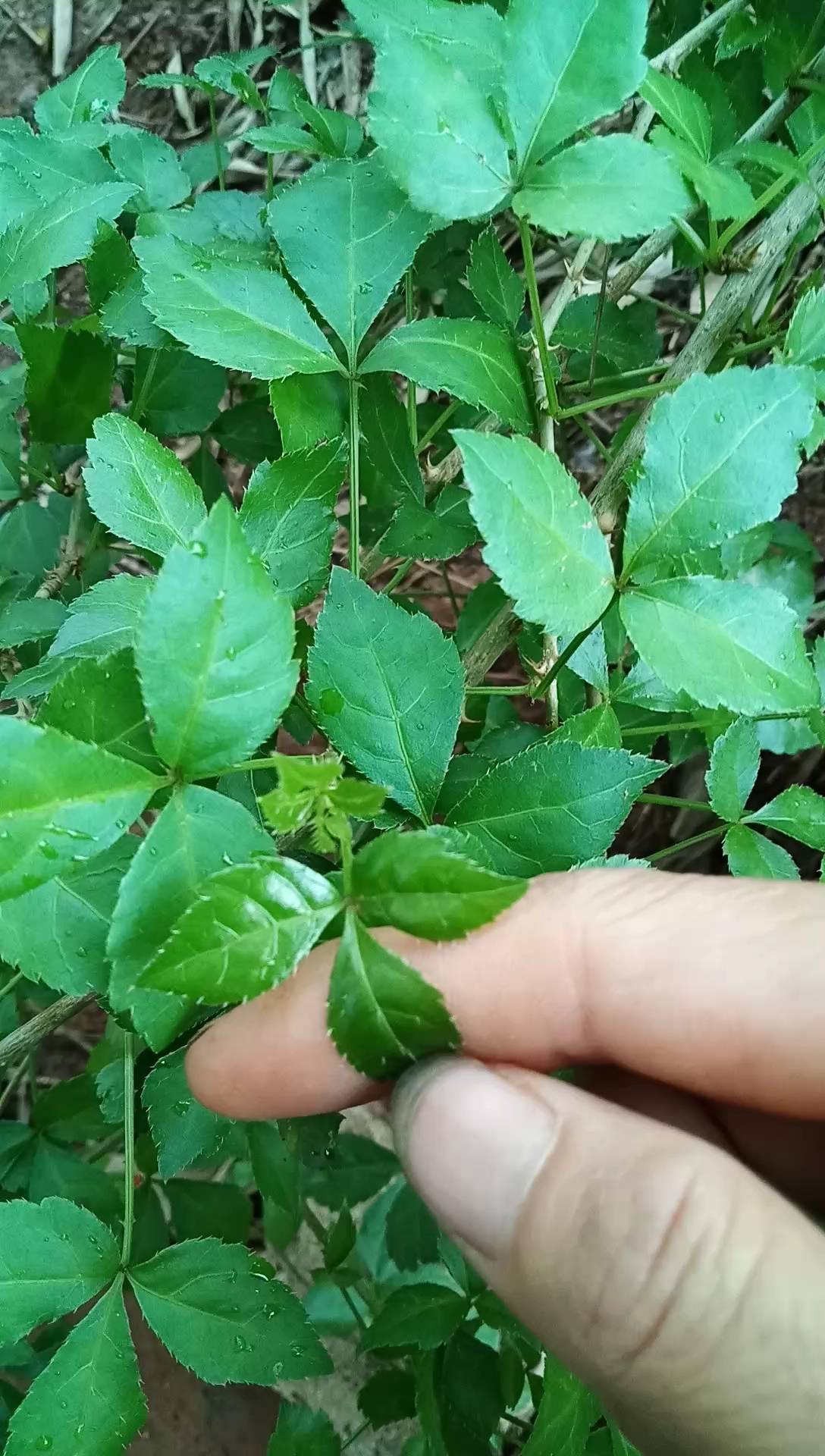 广西农村野菜图片