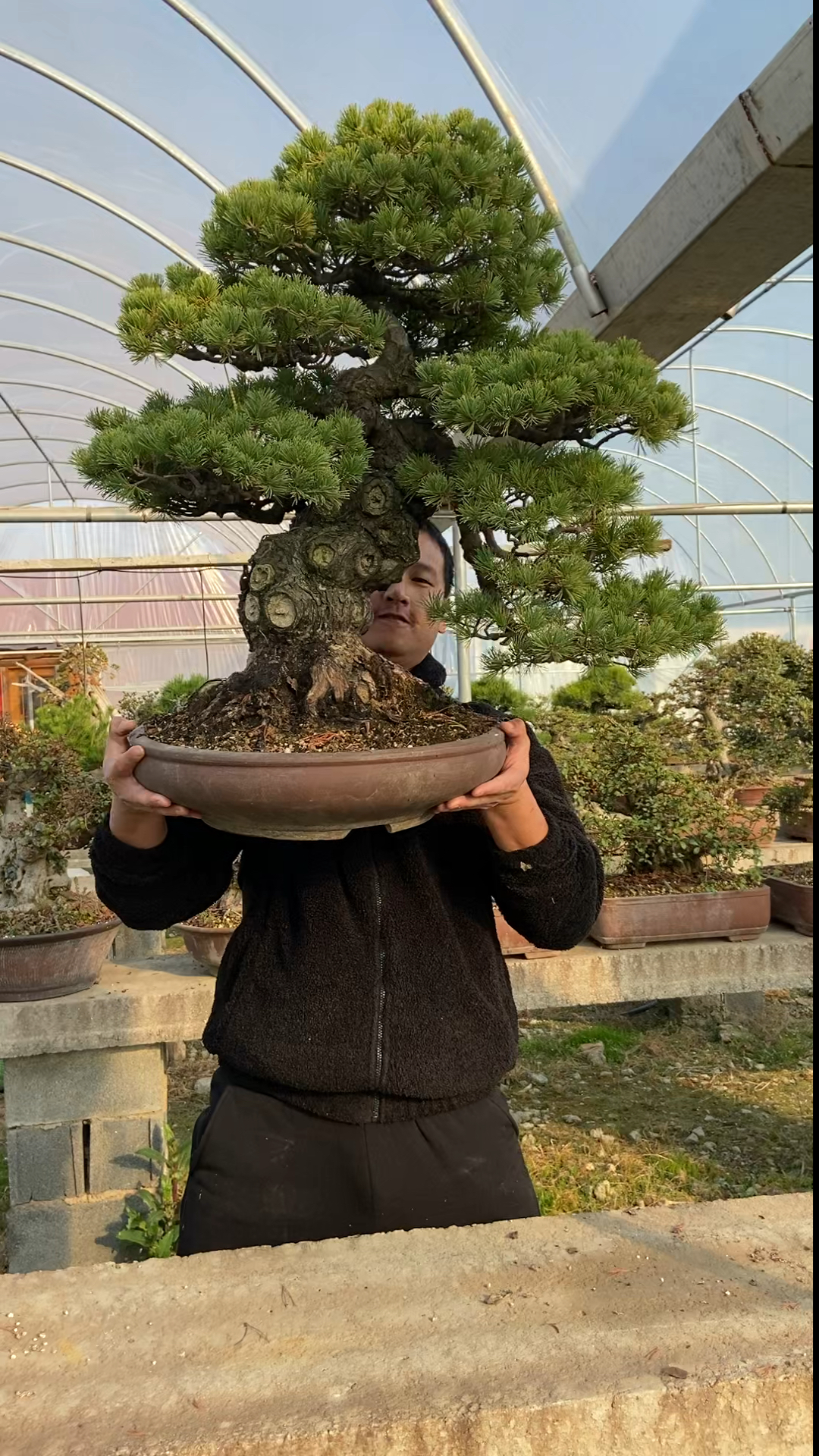 进口百年老松盆景