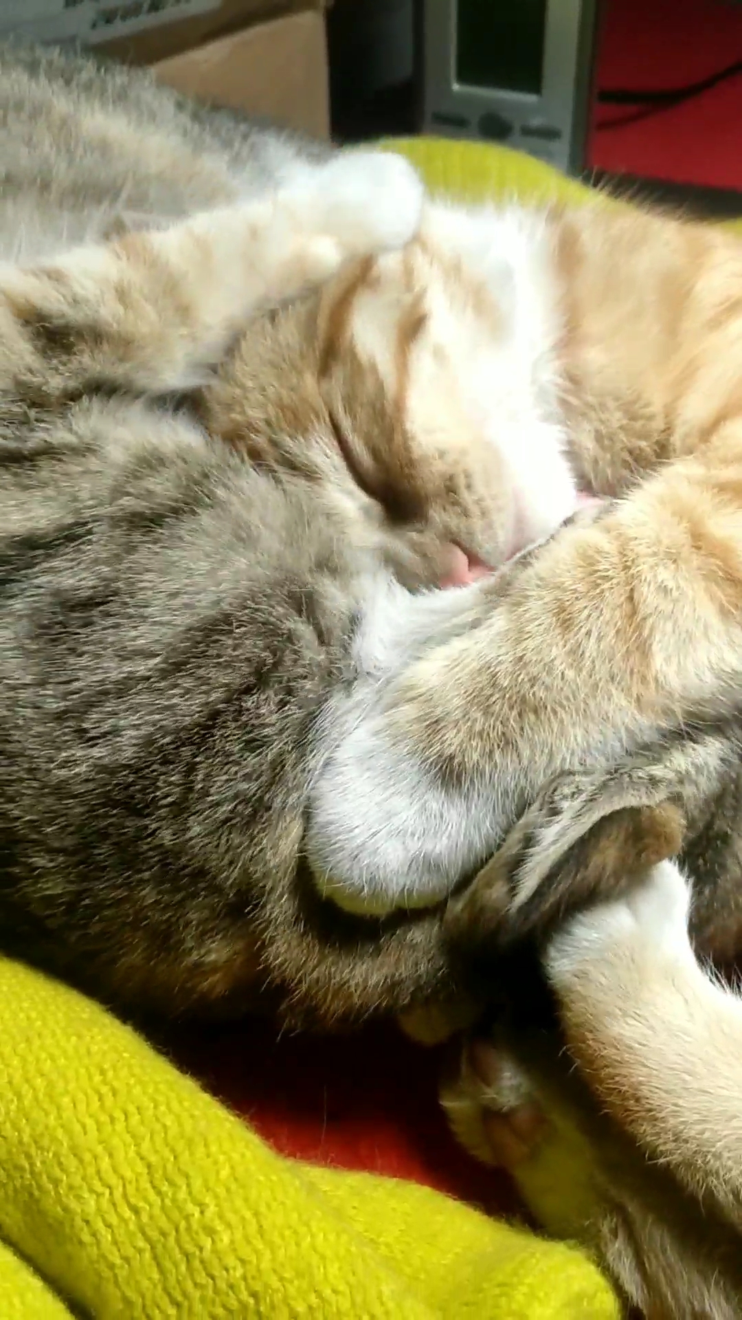 禽兽,这可是你亲妹妹