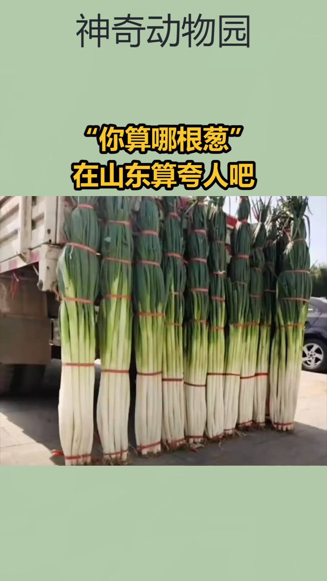 我要上热门#离谱的山东大葱比人还高,"你算哪根葱"在山东算夸人吧