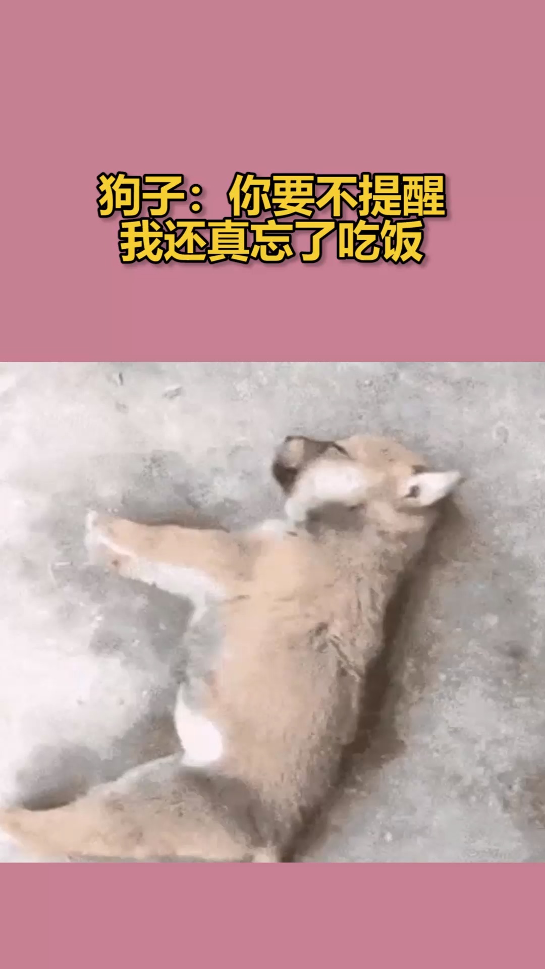 我要上热门#狗子:你要不提醒我还真忘了吃饭