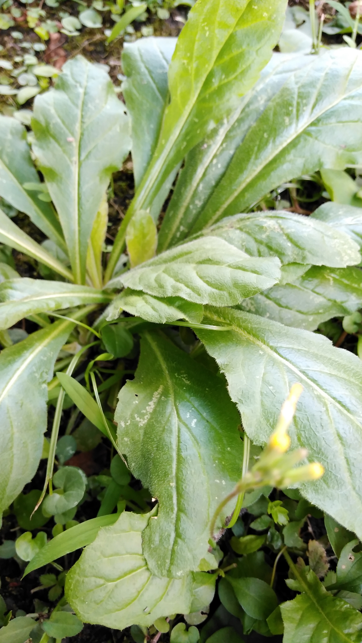 夏天就要这么过#路边的野菜有没有人认识的