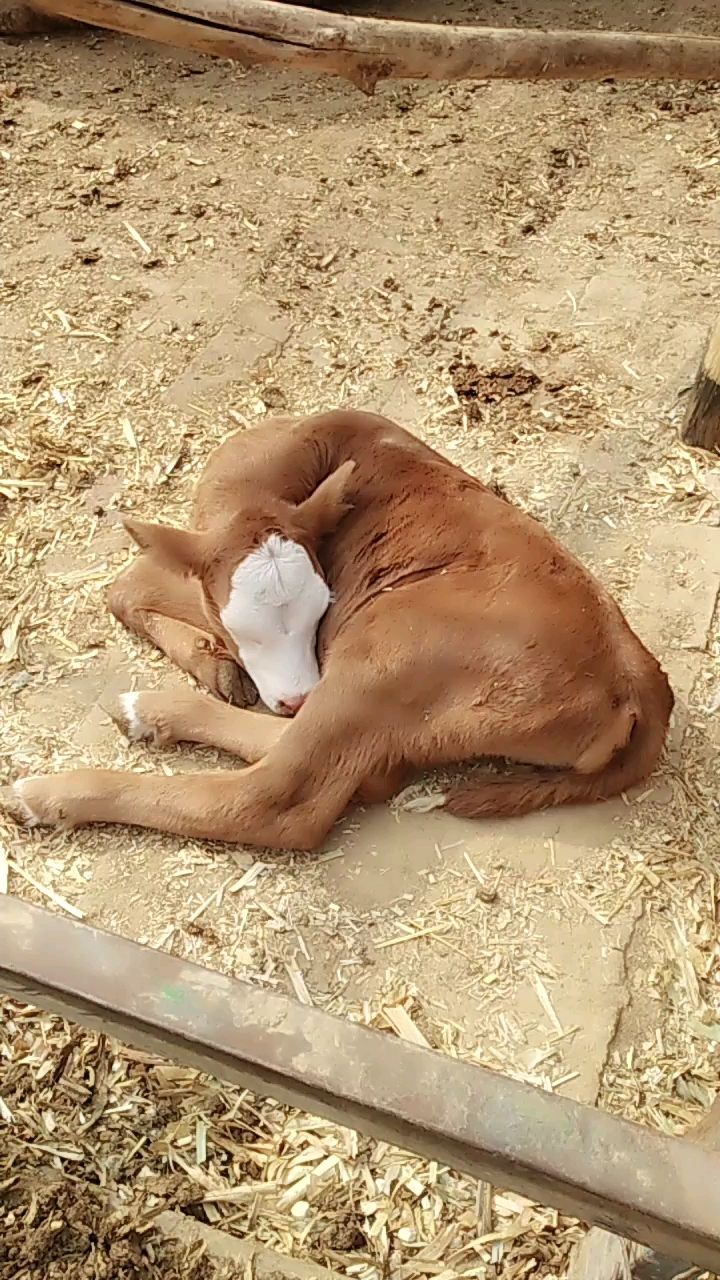 刚出生一天的小牛