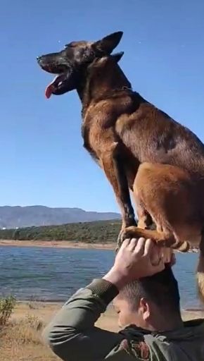 动物搞笑#工作人员正在训练狼狗