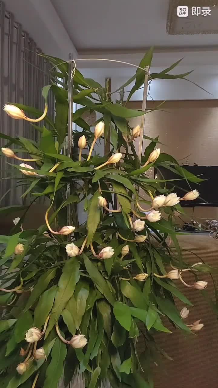 拍了两个小时,太美了!小叶昙花