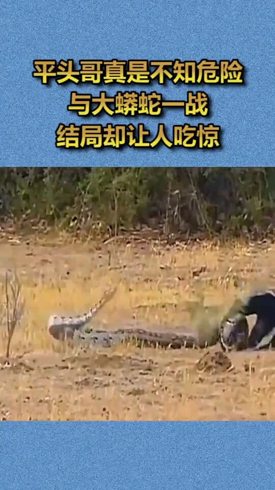 平头哥真是不知危险,与大蟒蛇一战结局却让人吃惊