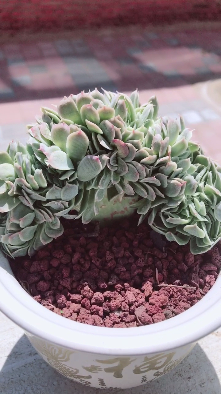 我的美肉 双子贝瑞缀化