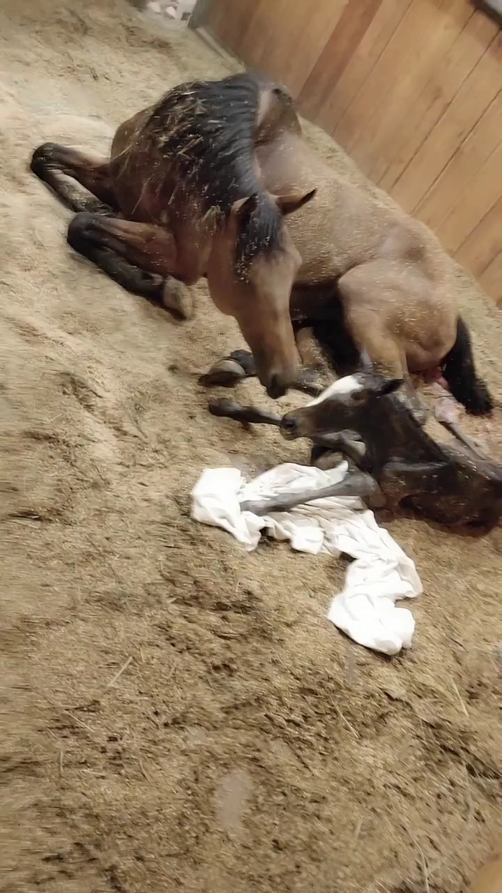 刚出生  小马驹!母爱伟大!父爱如山!