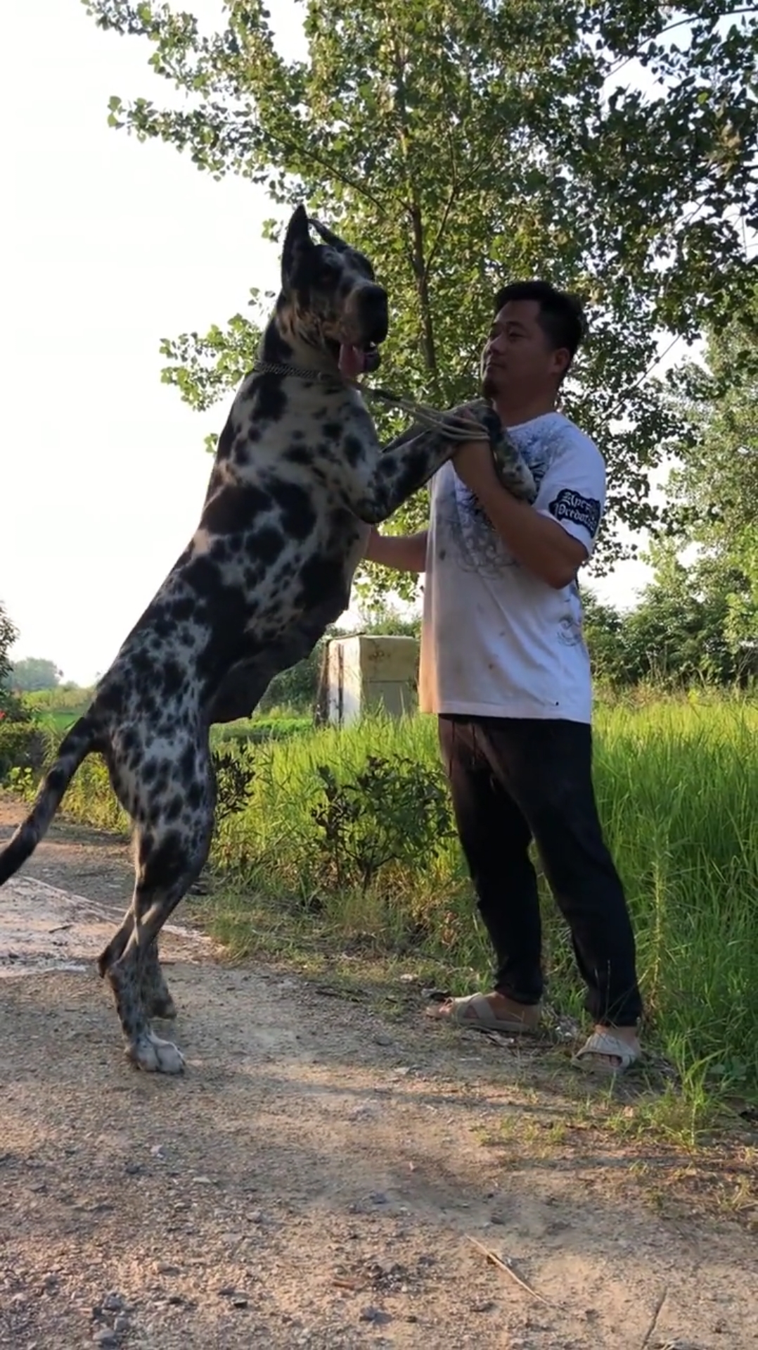 狗比人大啊