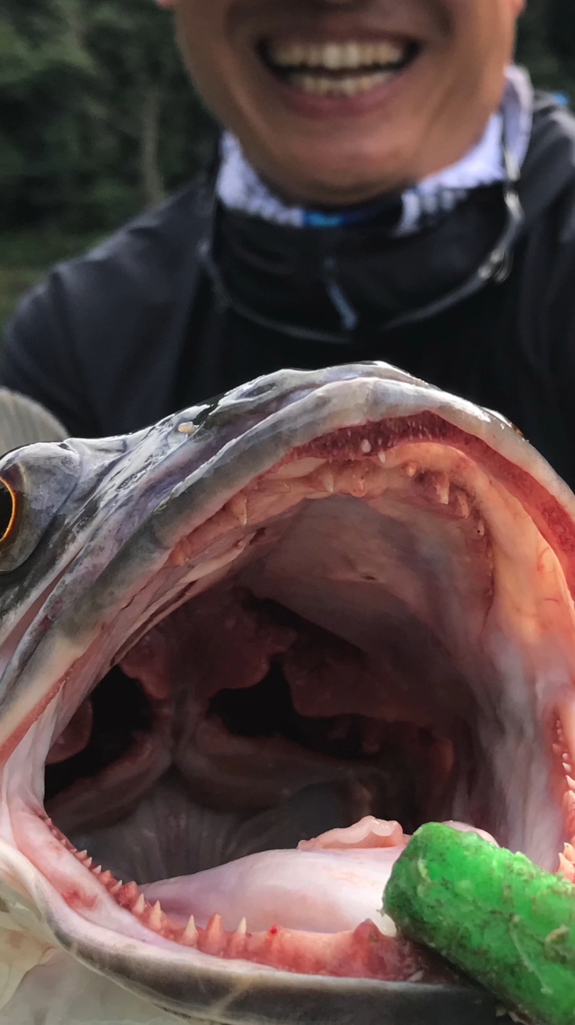马来西亚钓获的多曼鱼,也称蛇头鱼,具有锋利的牙齿,肉食性鱼类