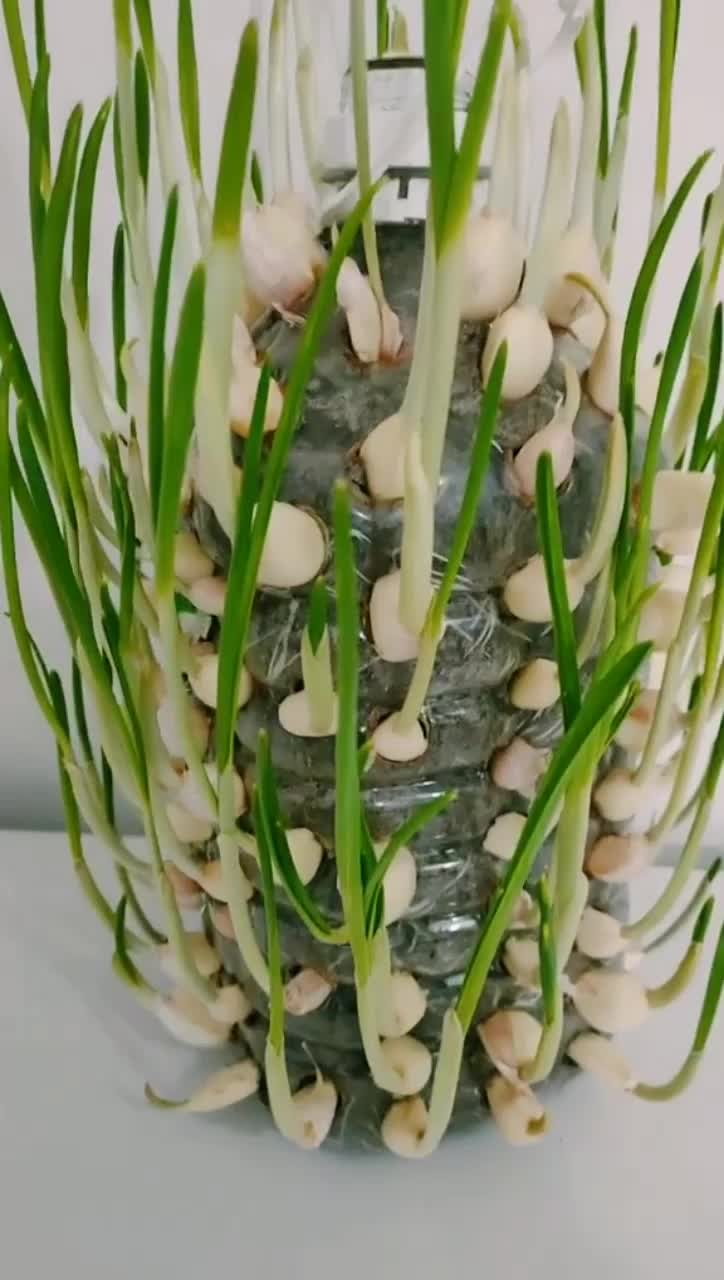 饮料瓶种蒜苗这样做.