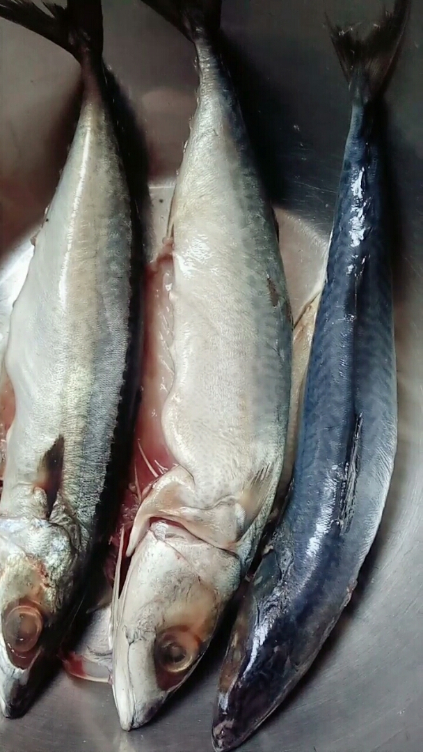 优秀如我#青条鱼来咯