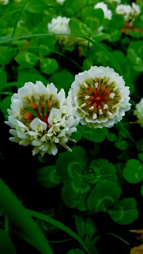 三叶草也会开花