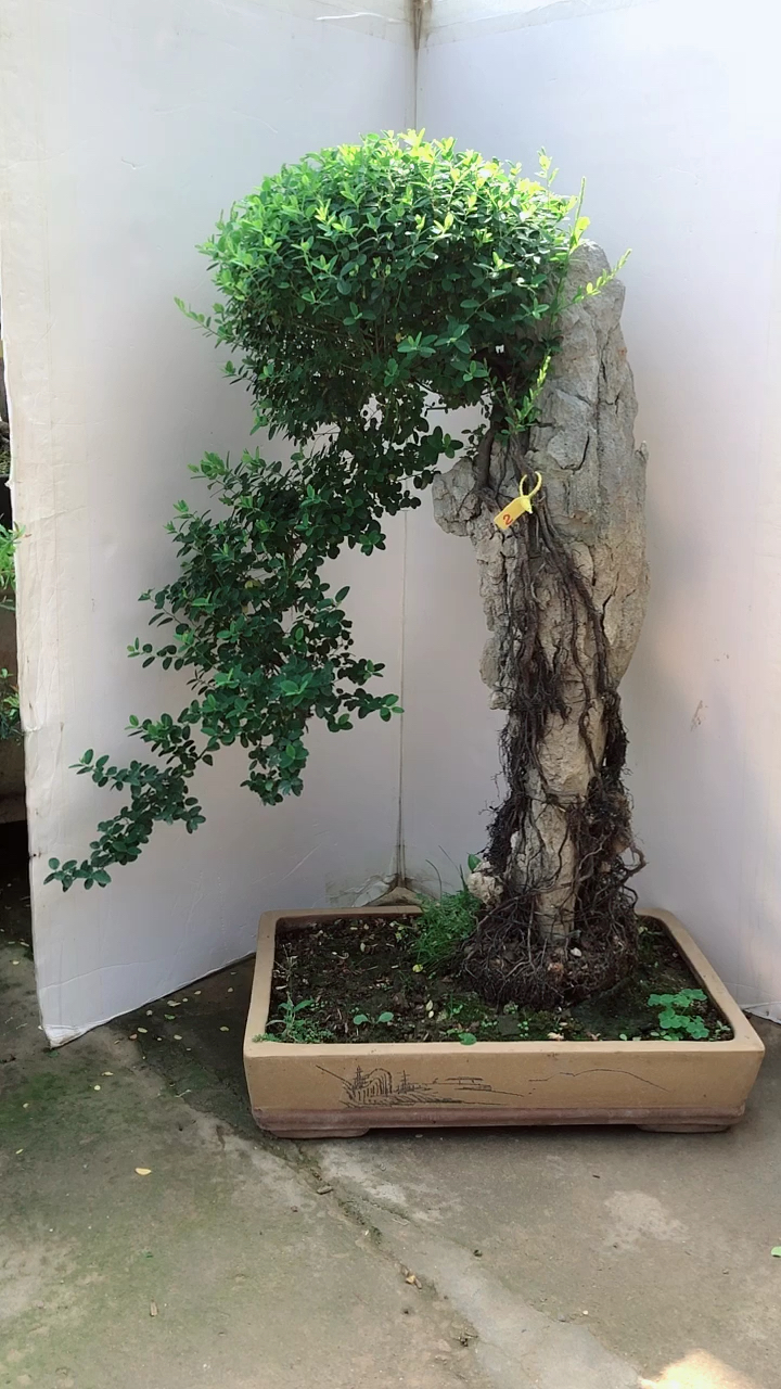 太牛气了.铁包金