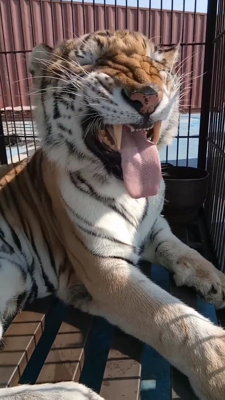 你们看一下传说中的笑面虎