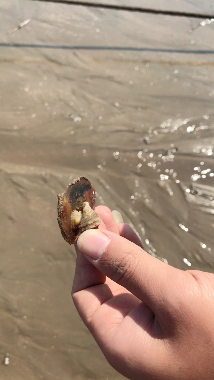 海边游玩,刚下来就捡到一个螺螺