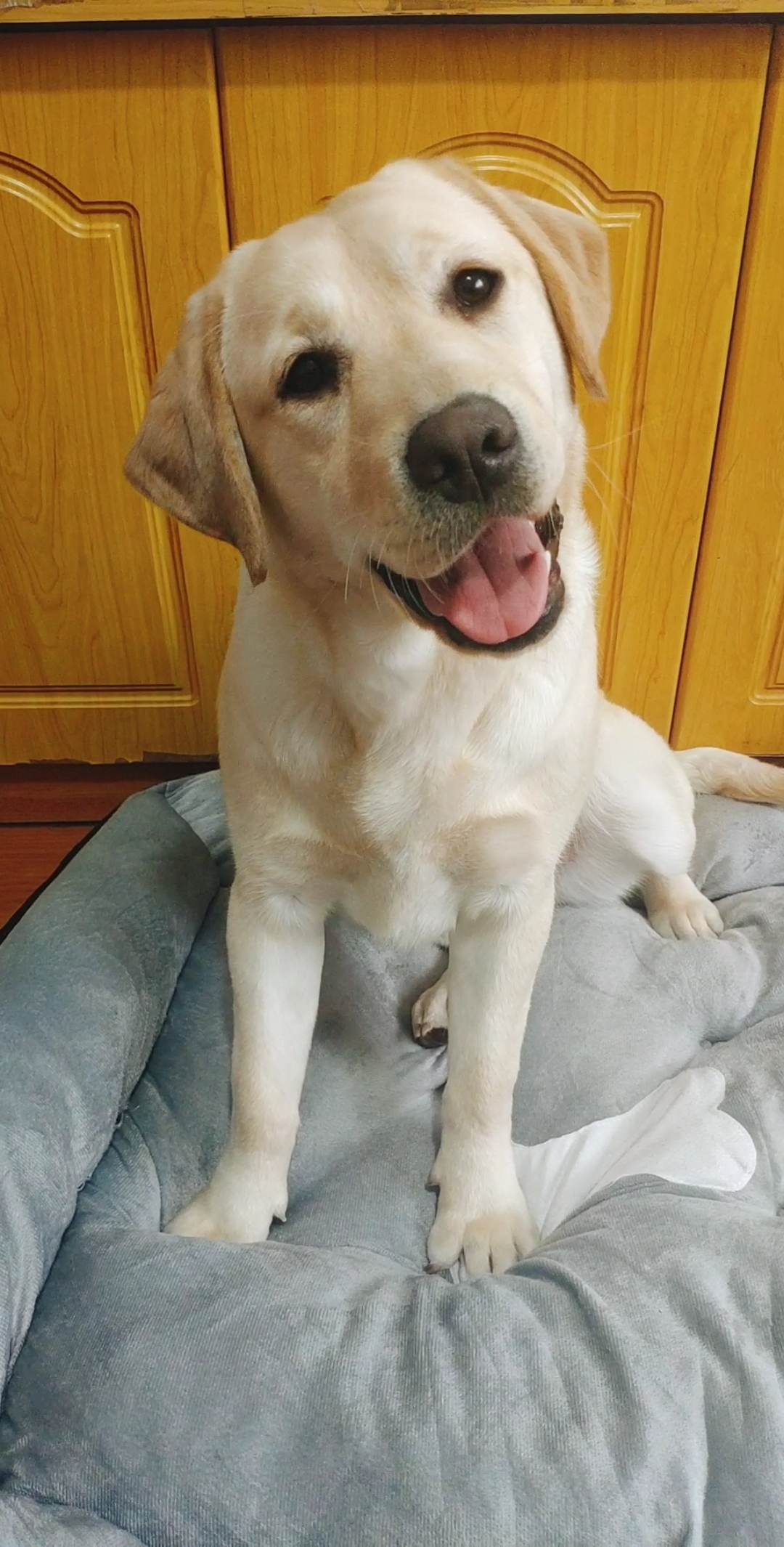 我家宠物成精了#爱笑的拉布拉多