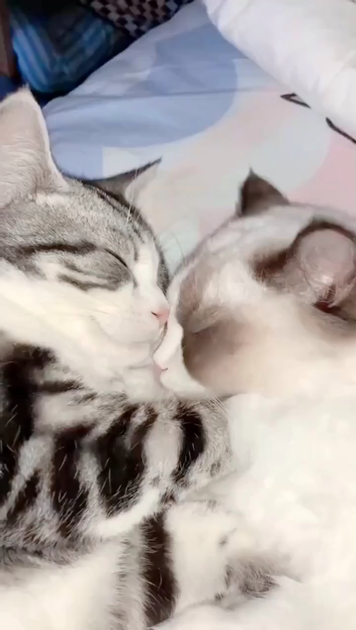 当女朋友喽男朋友的时候#布偶布偶布偶#喵#猫与猫与猫与猫#布偶#送喵