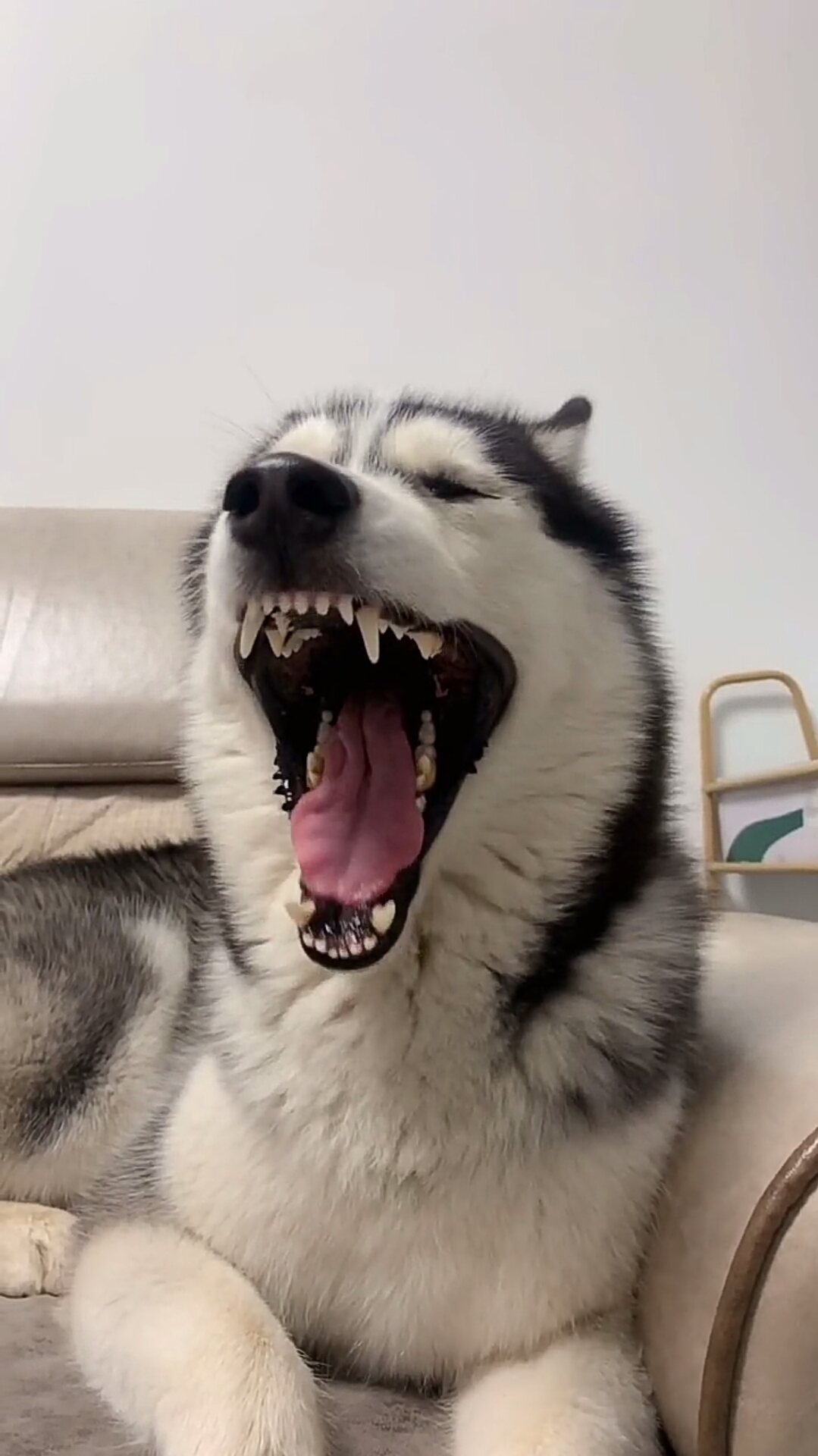 搞笑萌宠#开始降温了,金毛二哈铲屎官各显神通!