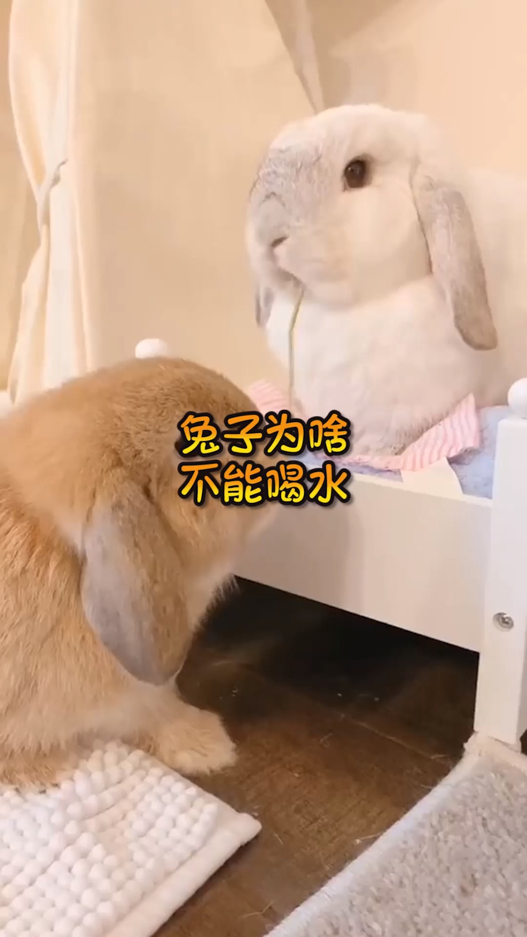 奇趣#兔子为啥不能喝水,这才是真相