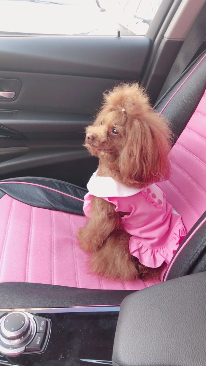 听话的小毛孩儿,怎能叫人不爱