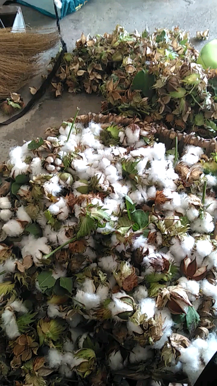 带上全民去旅行#剥棉花