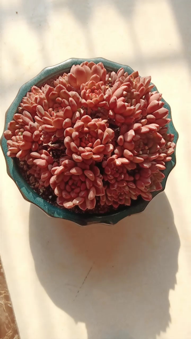 全民小助手 鸡血红宝石大群老桩!喜欢的关注下!