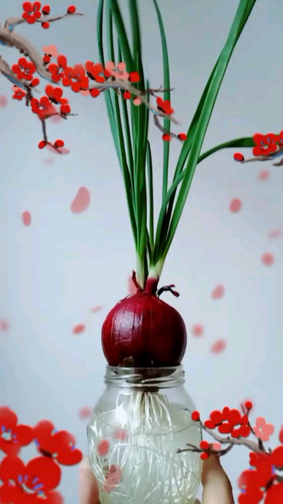 感恩有你#洋葱全身是宝,水培洋葱苗炒鸡蛋好吃