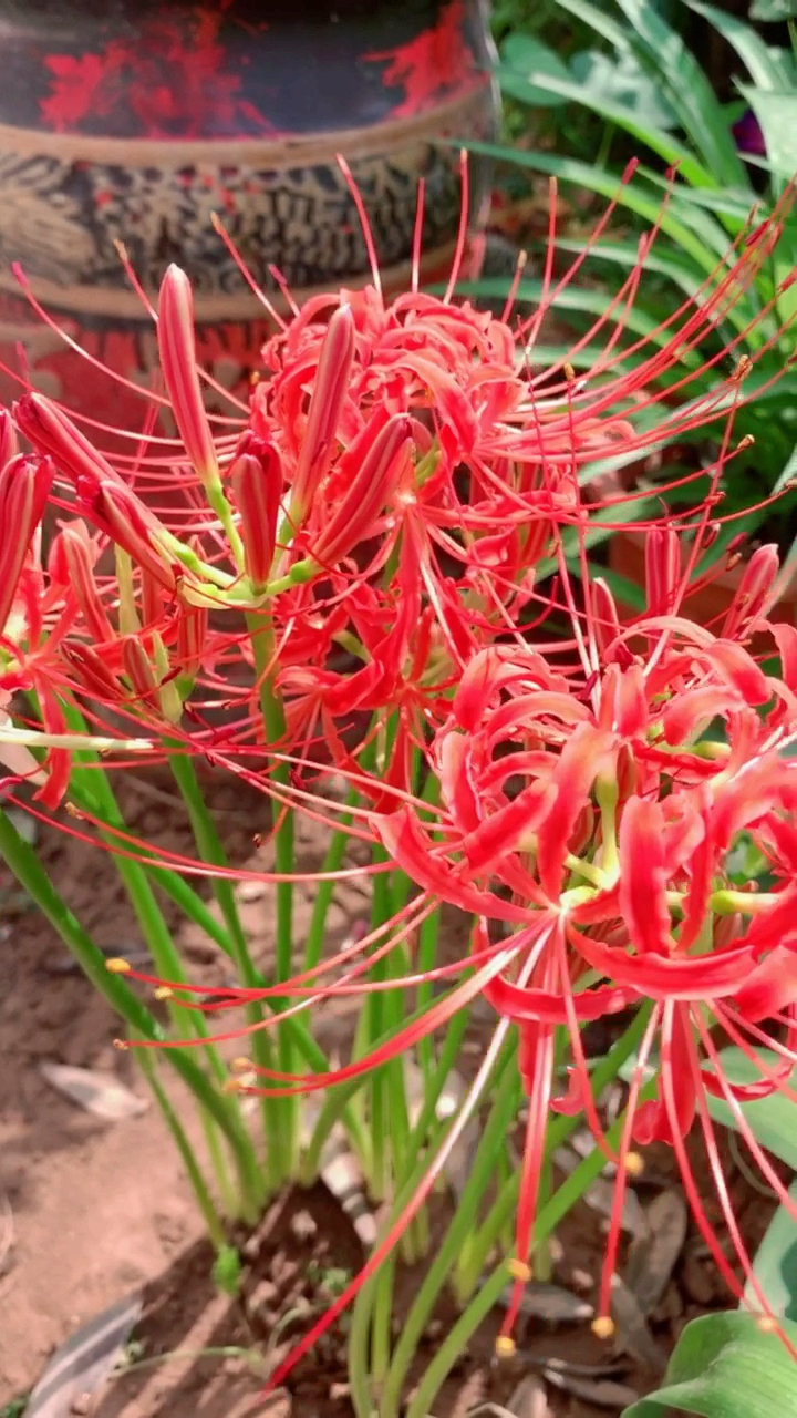 曼珠沙华#花叶永不相见