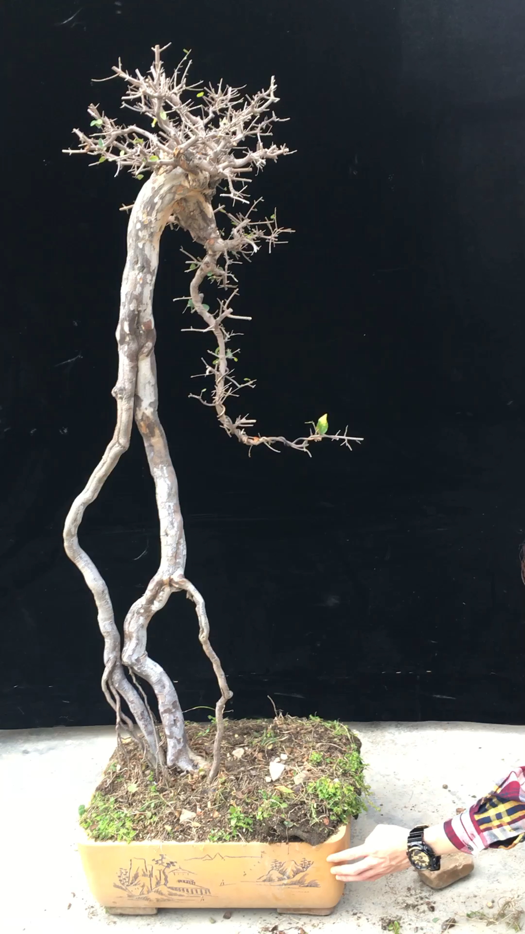 高提根雀梅盆景