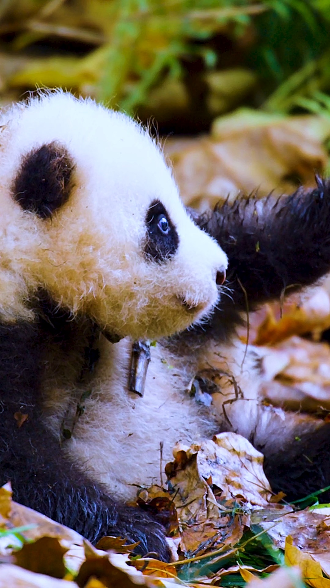 动物世界#熊猫:叶子你摊上大事了.