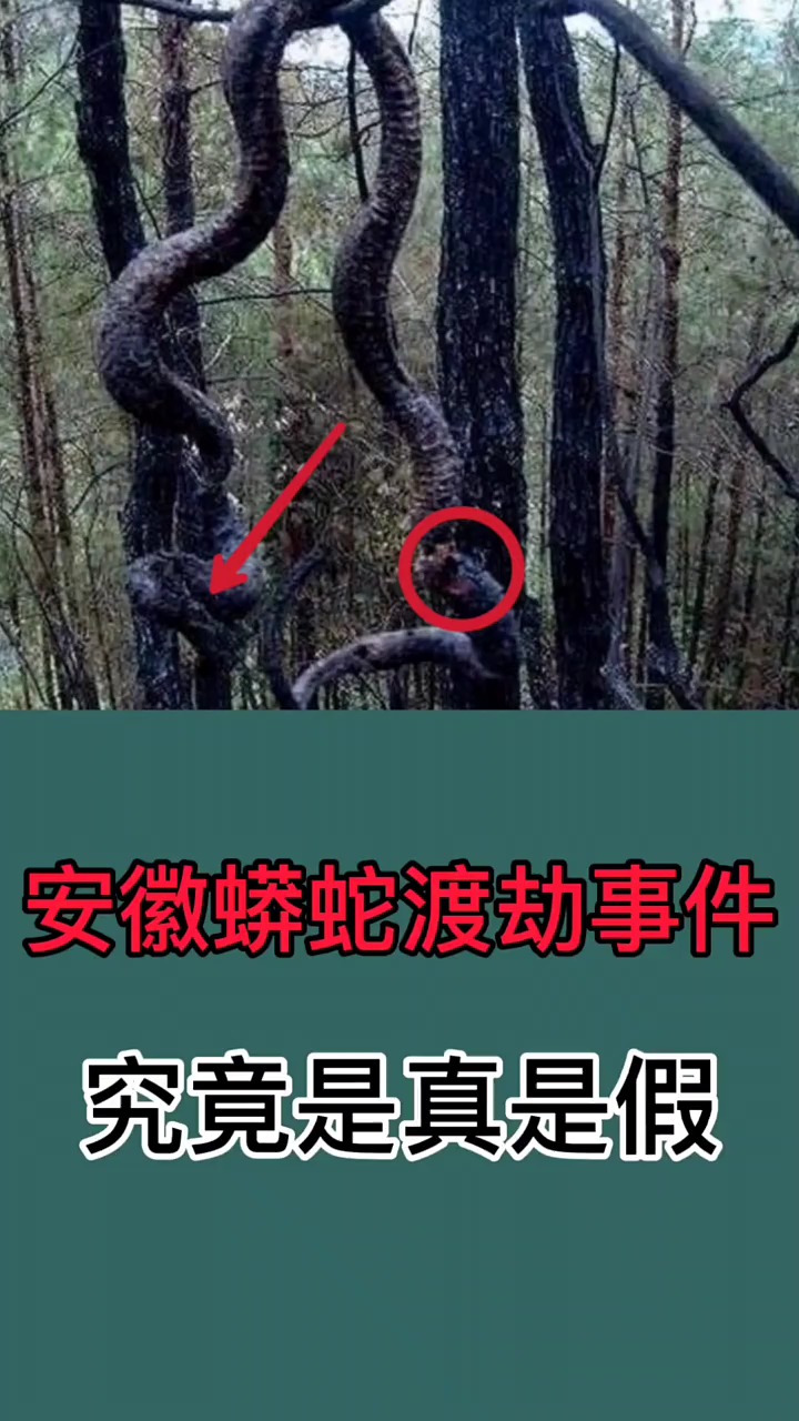 奇闻趣事抢先看#蟒蛇渡劫事件,到底是真是假