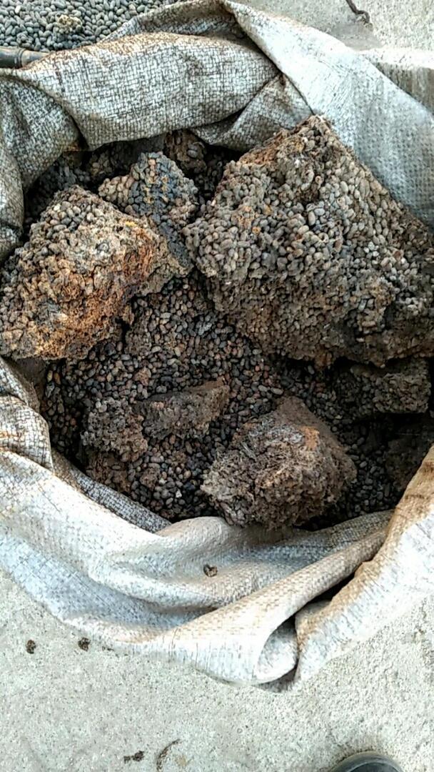 乌灵芝见过的举手