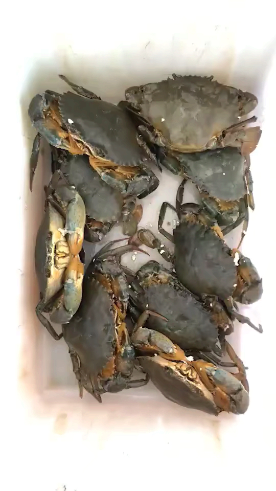 这么大的野生红膏鲟你见过么