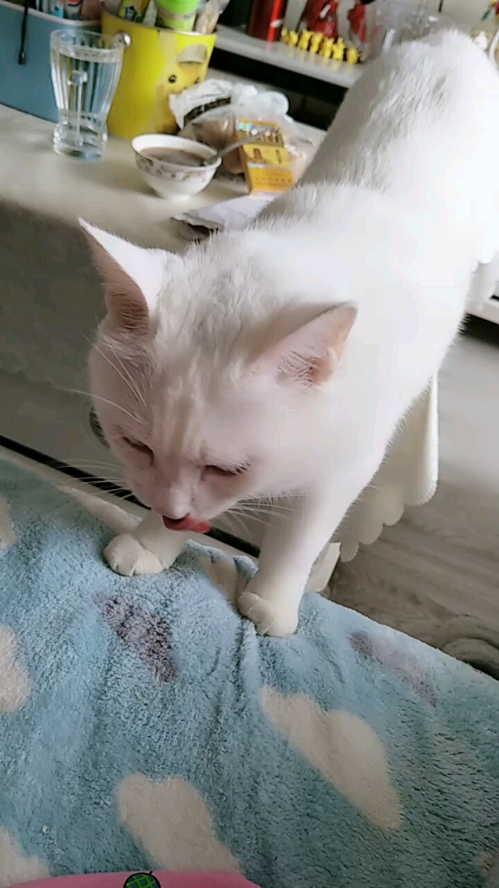 我是白喵喵#超级爱吃烤鱼片