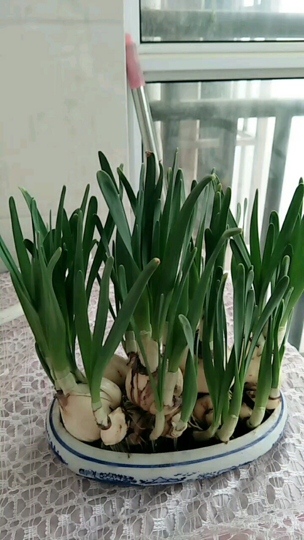 二十天的小水仙