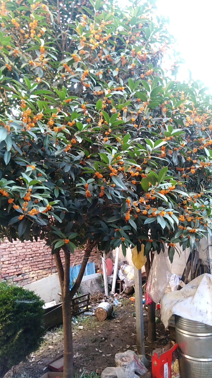 我家庭院的桂花正在盛开,花香似溢,淘醉醺醺!
