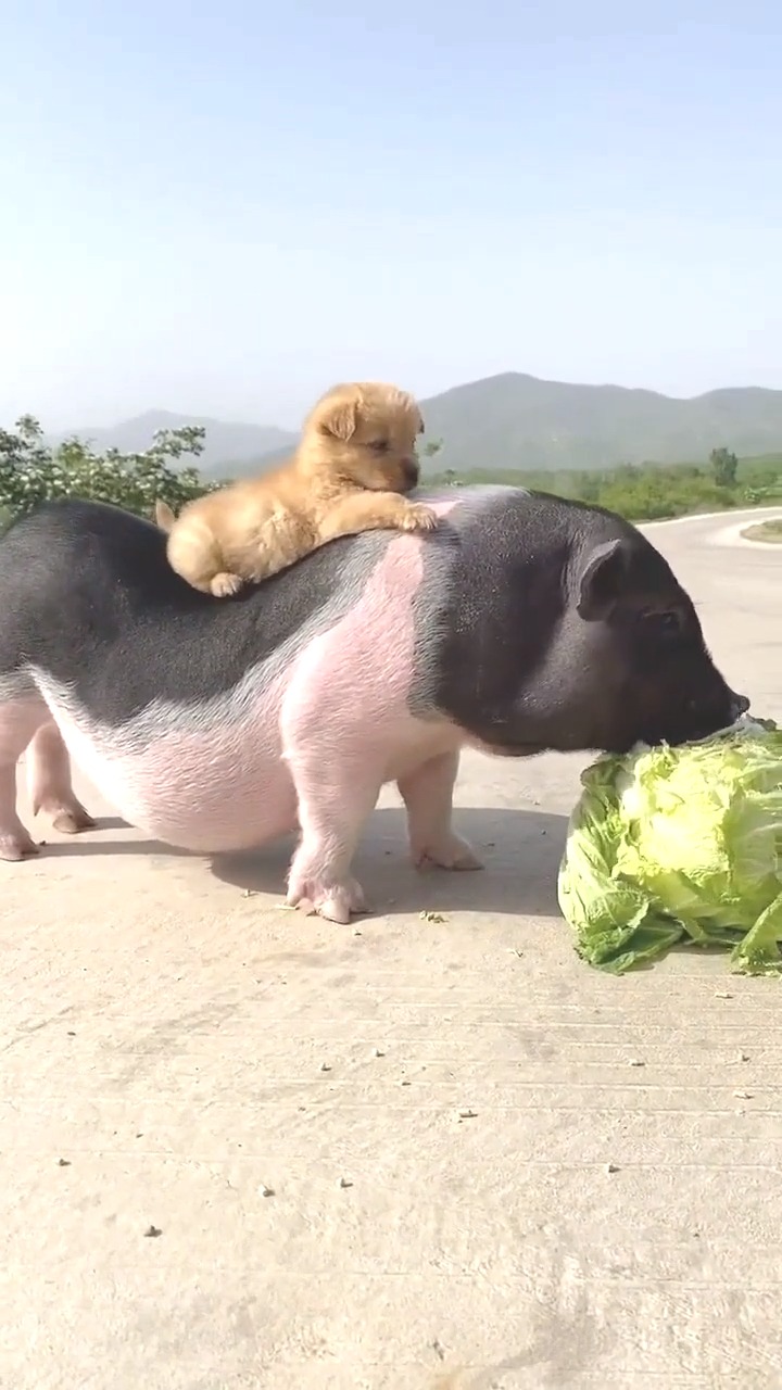 真正的好白菜让猪给拱了猪出栏啦