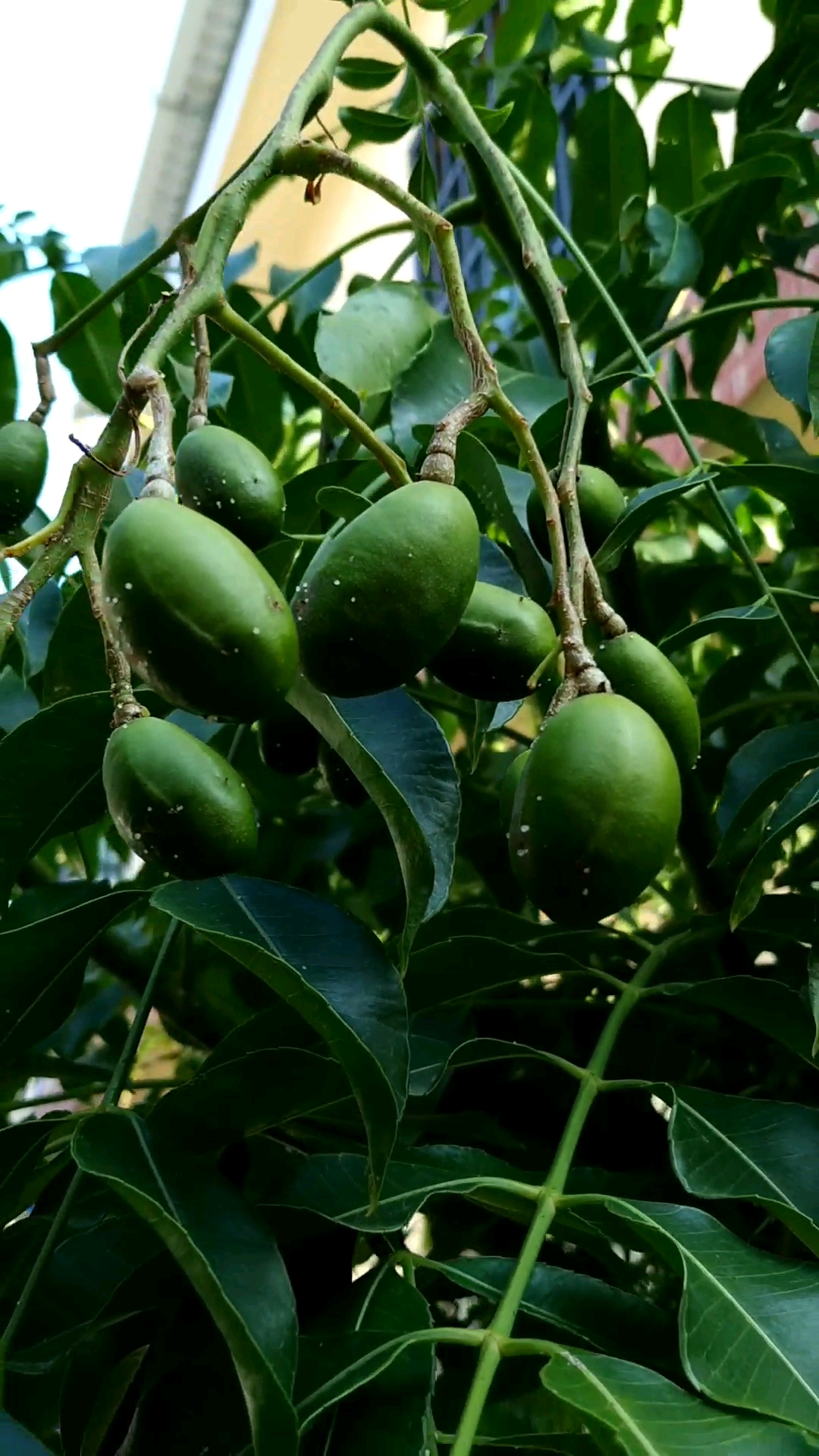 本地橄榄,脆甜爽口,其它地方是很少有的哦