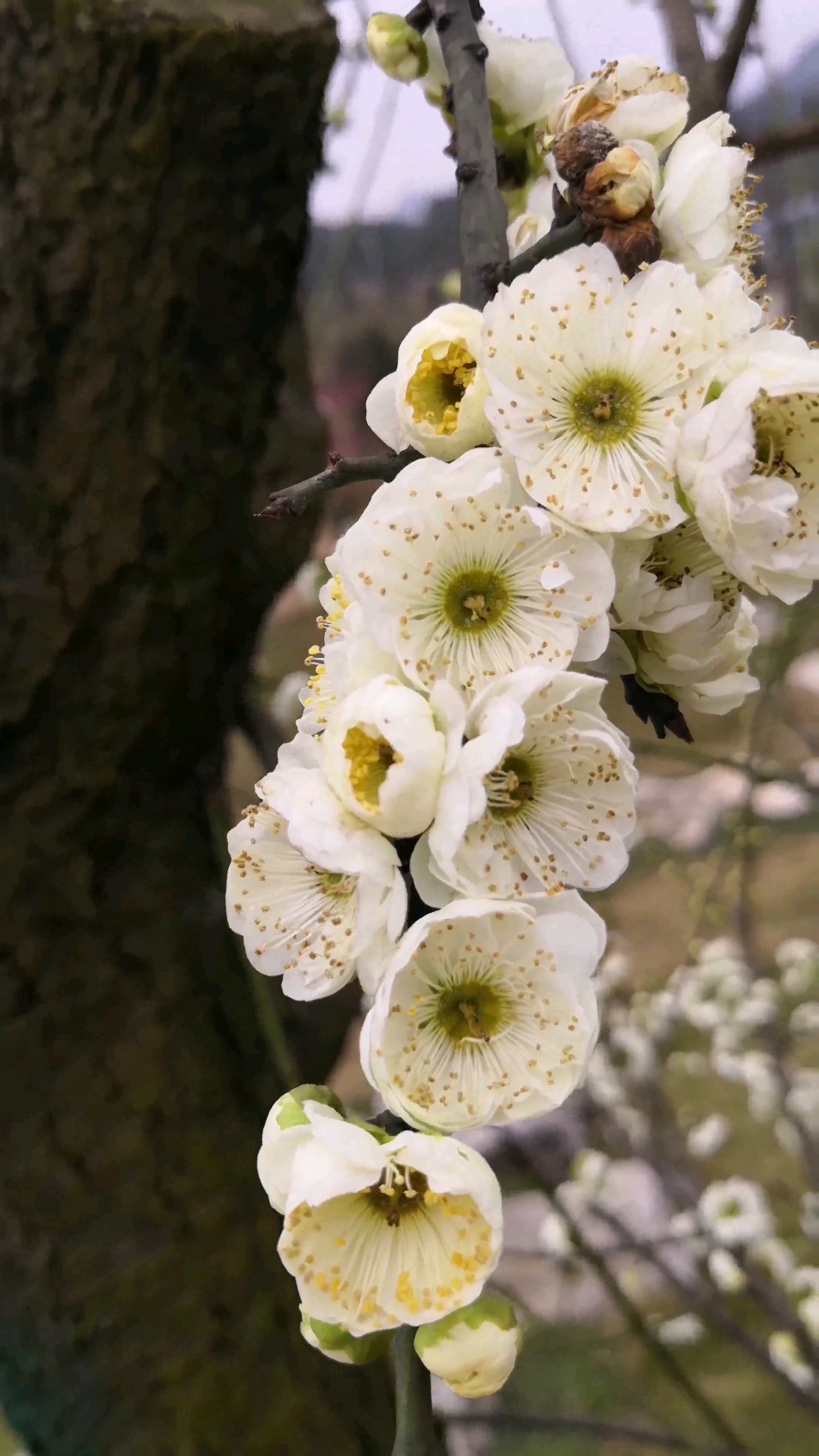绿萼梅花色洁白香味浓郁,有花中君子美称.