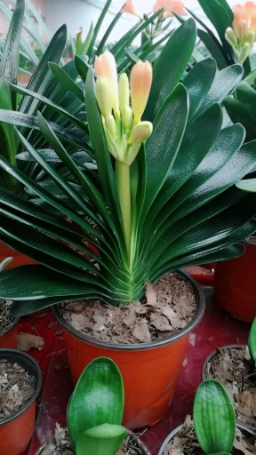 如何区分君子兰的公母?