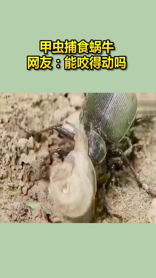 甲虫捕食蜗牛网友能咬的动吗