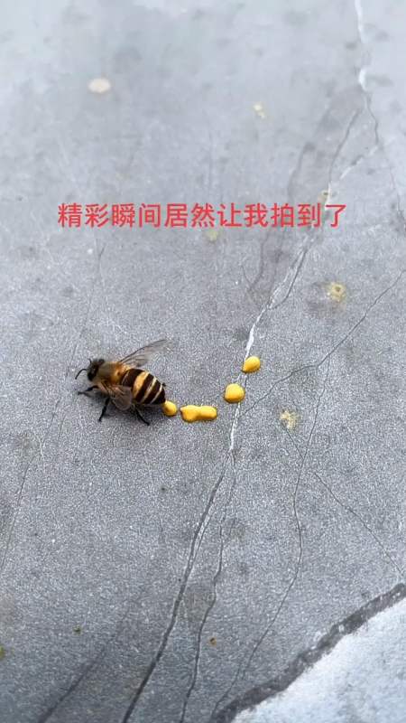 蜜蜂真的会吐黄色蜂蜜?这金灿灿的像极了黄金!