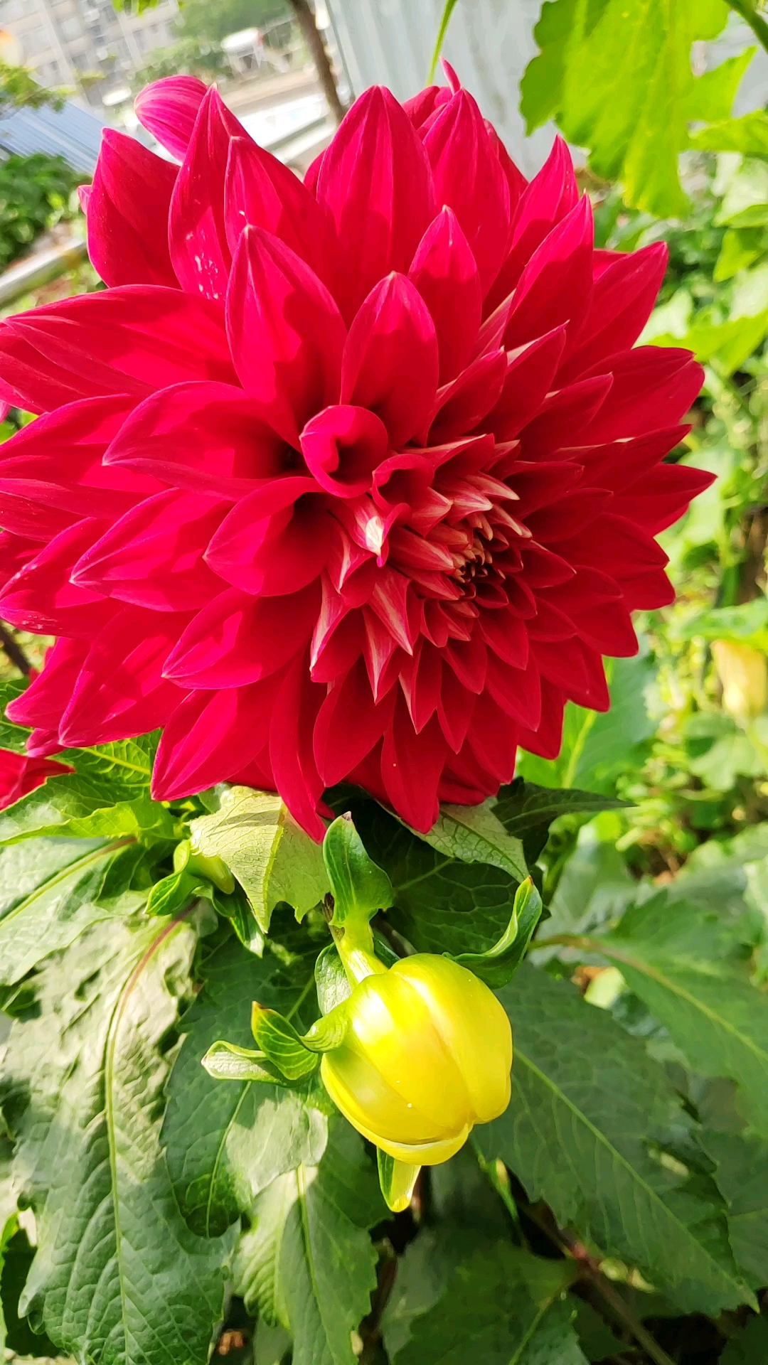 我的花花草草,大红色的大丽花,漂亮!