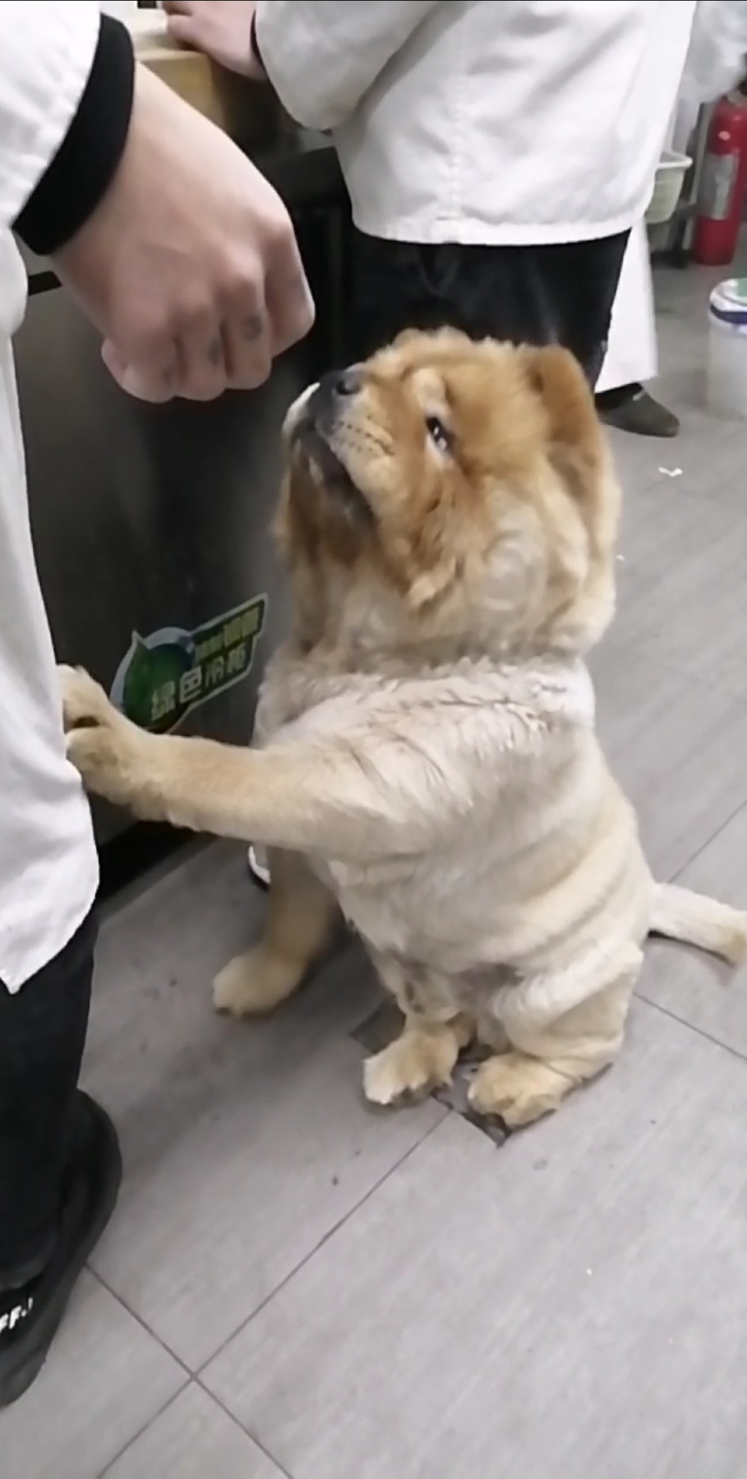 这是高手#后厨来了一头狮子,不给肉吃就挠人.