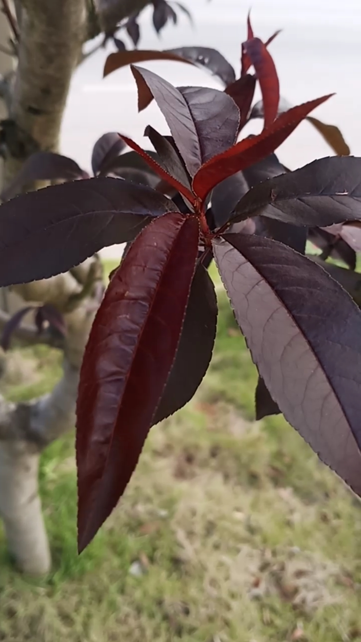 认识植物#红叶碧桃