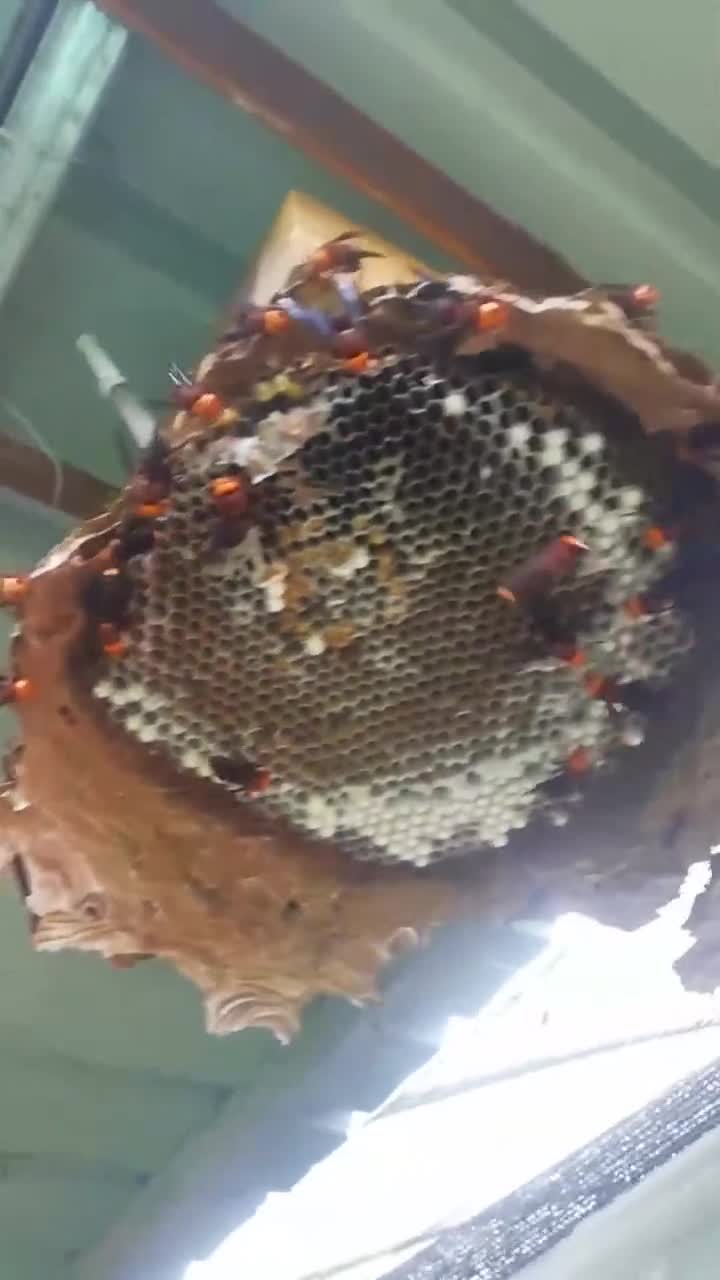 这应该是黄脚胡蜂的窝吧,又被红娘胡蜂给抄家了,黄脚是真的惨!