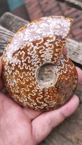 化石#远古生物海螺化石