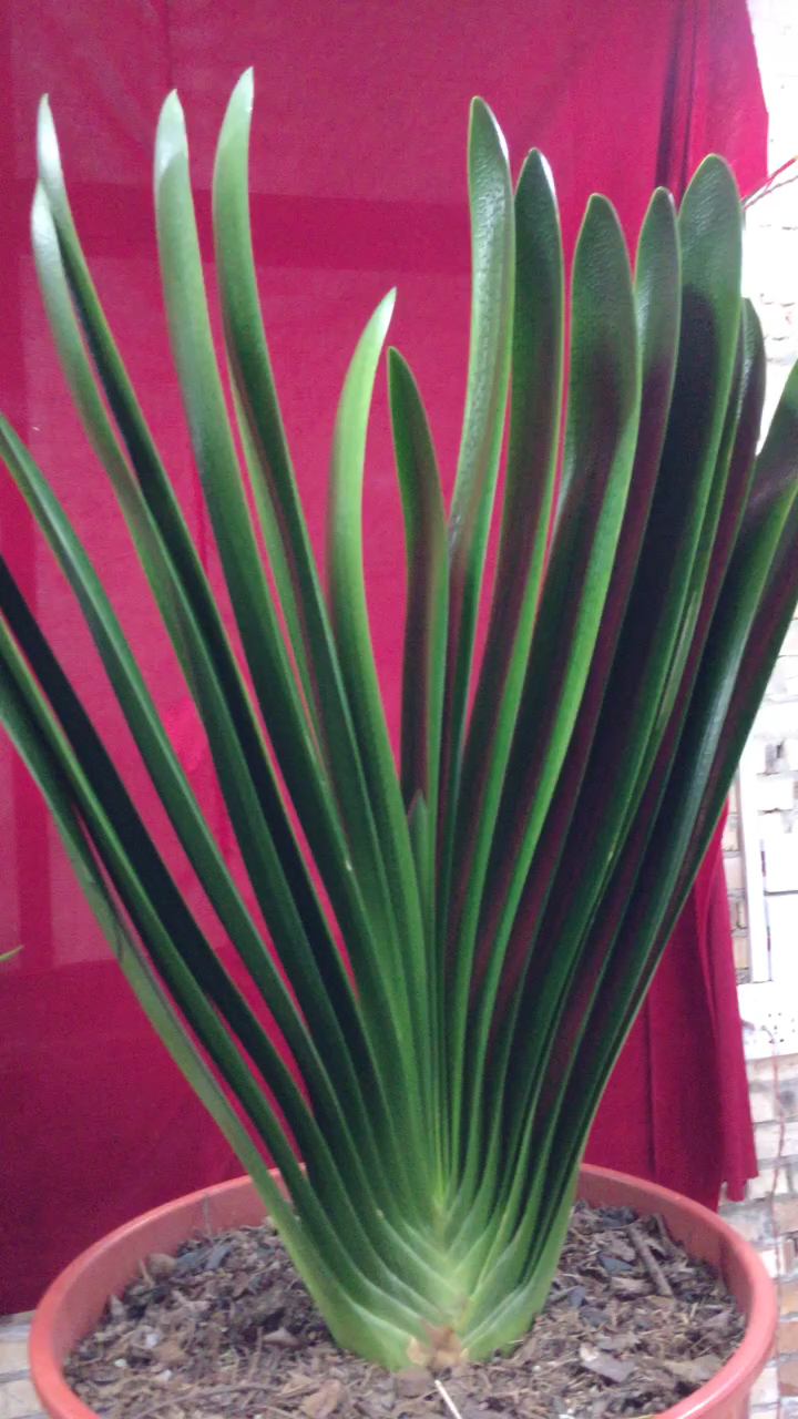 八年 金剑 君子兰