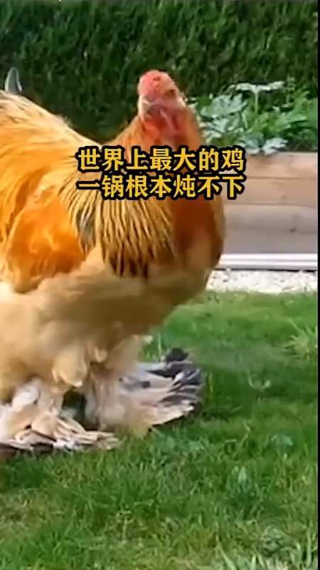 世界上最大的鸡,一锅根本炖不下
